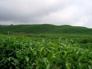 Le développement de l’agriculture au Cameroun  M2R